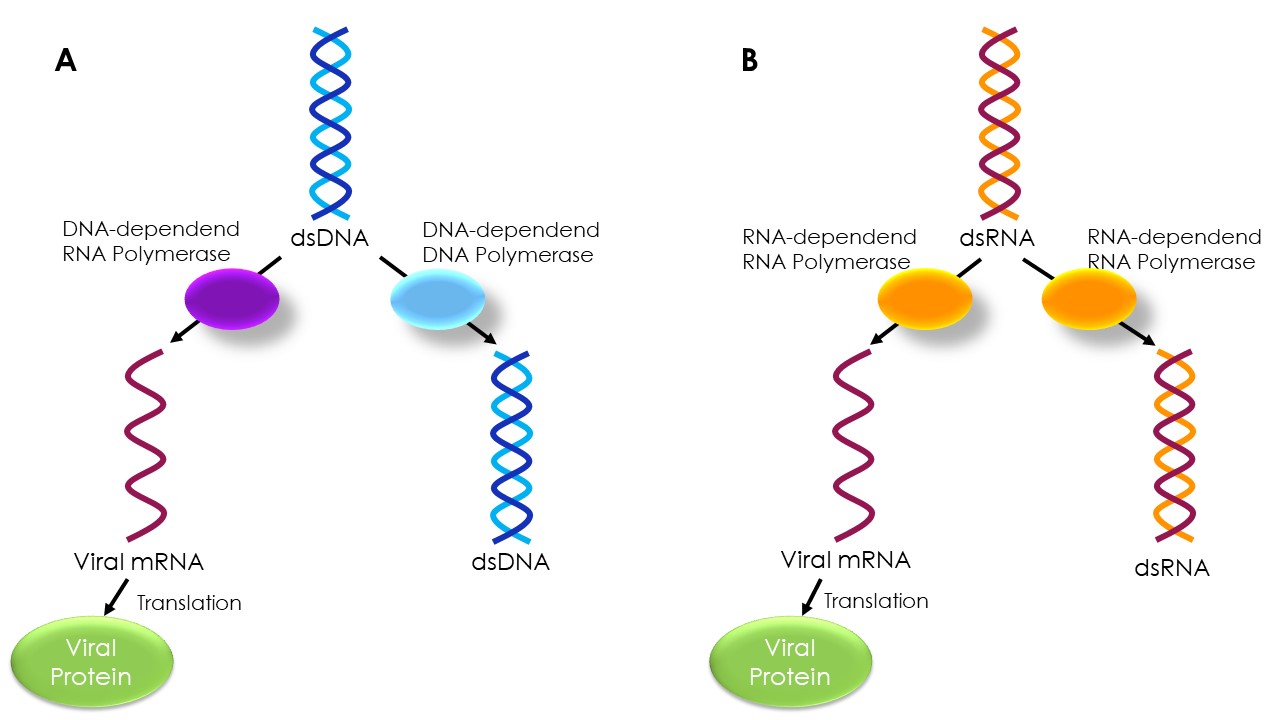 Mutations a tug of war between virus and host Nationale